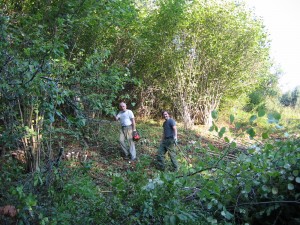 Vzdrževanje grmišč